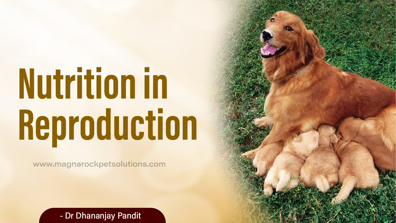 Nutrition in Reproduction