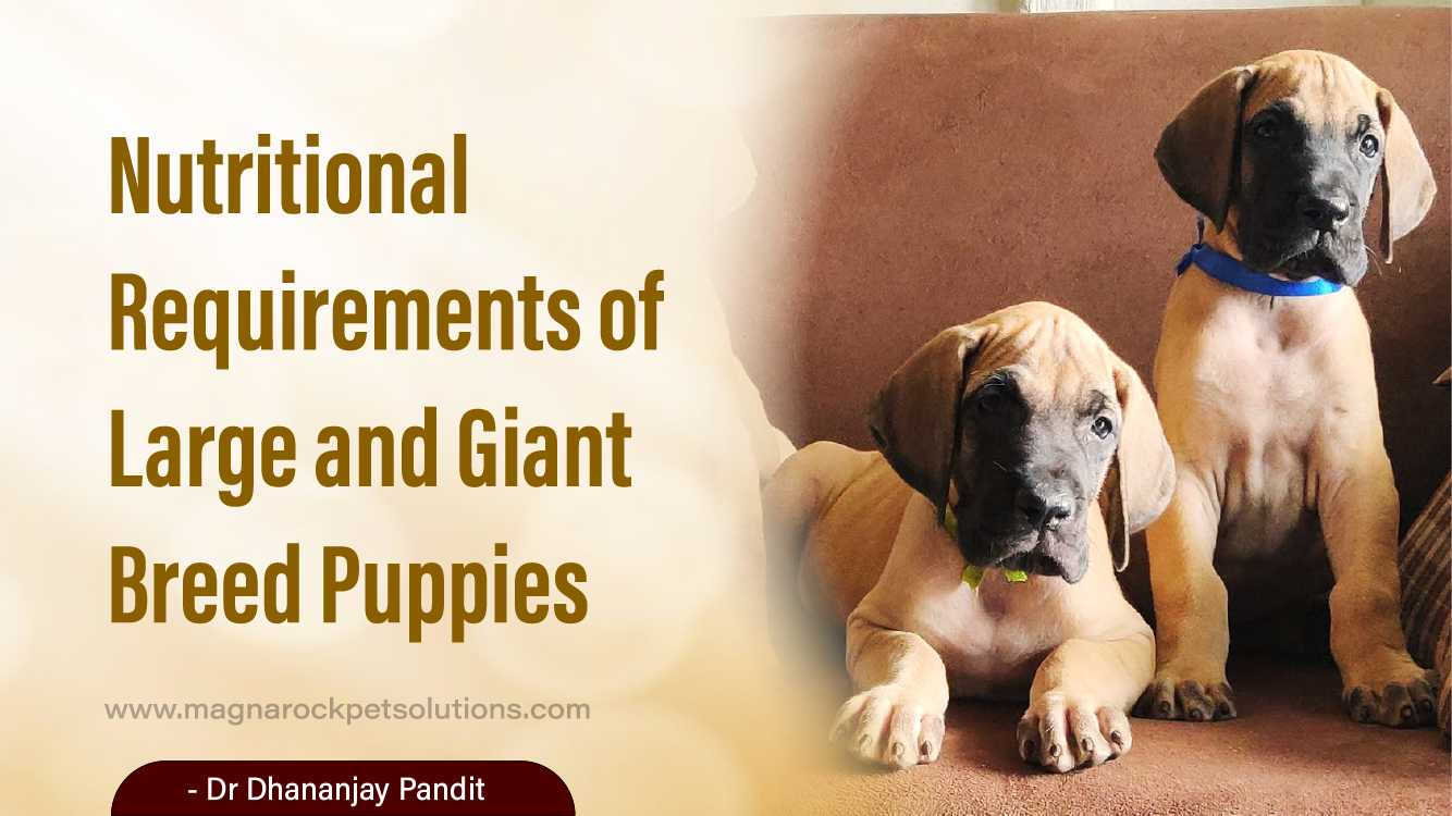 Nutritional Requirements of Large and Giant Breed Puppies