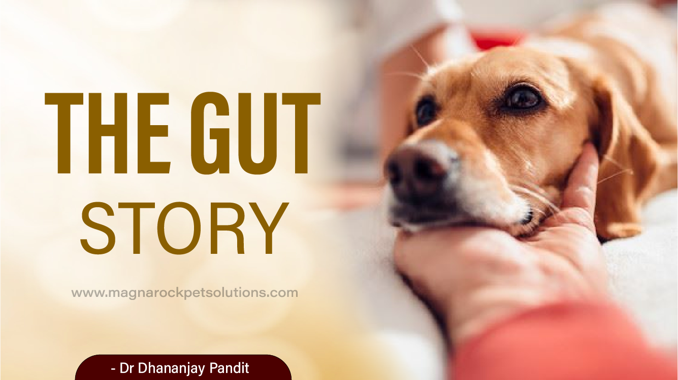The Gut Story